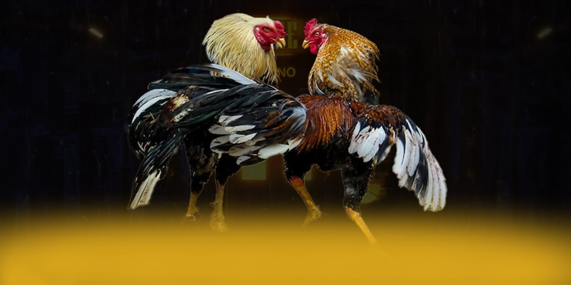 BET365 - Cong ca cuoc toi uu so 1 Viet Nam BET365 - Cong ca cuoc toi uu so 1 Viet Nam