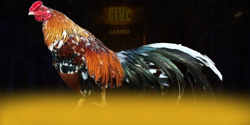 UK88 - Nhà cái sở hữu odds cạnh tranh nhất