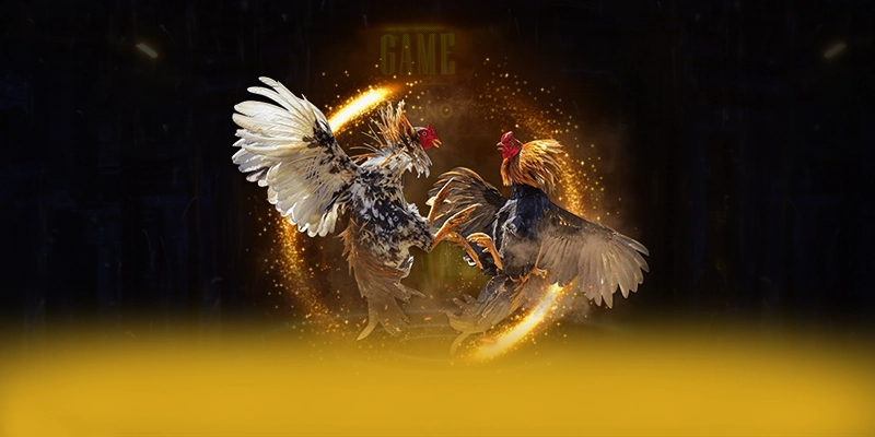 Review chi tiết TIM88 - Nhà cái cá cược đẳng cấp trên thị trường Review chi tiết TIM88 - Nhà cái cá cược đẳng cấp trên thị trường